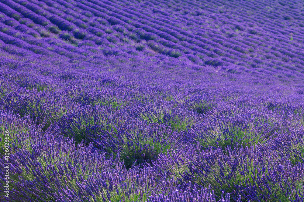 Fototapeta premium Beautiful colors purple lavender fields near Valensole, Provence