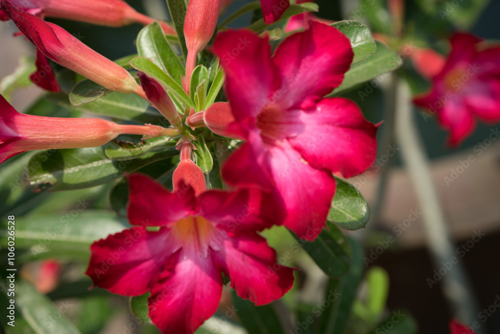 beautiful red flower
Frangipani flower beautiful red flower
Frangipani flower