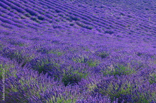 Beautiful colors purple lavender fields near Valensole, Provence