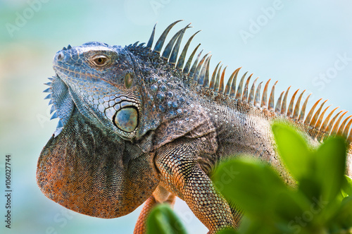 Iguana with colorful throat fan photo