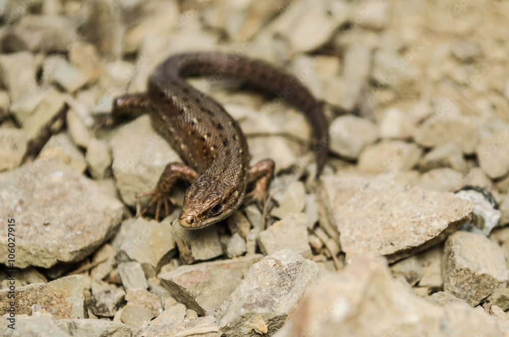 Lizard crawling across the rocky surface Lizard crawling across the rocky surface