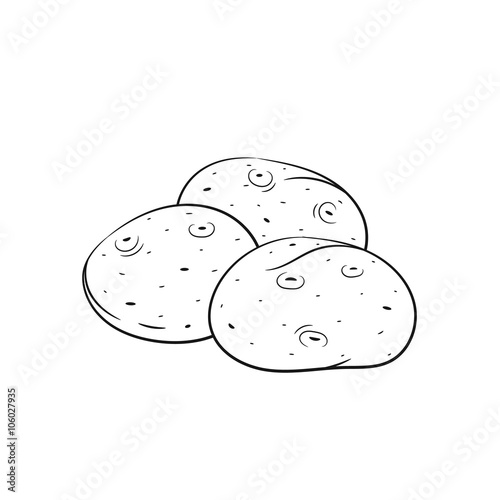 Hand drawn potato sketches on white background
