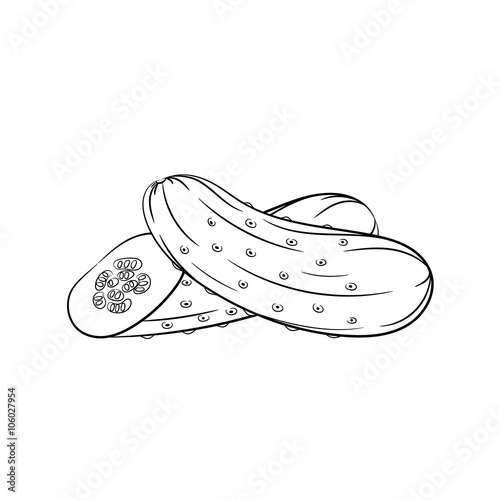 Hand drawn cucumber sketches on white background
