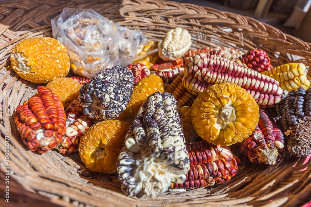 Fototapeta premium Different maize and corn types in the basket