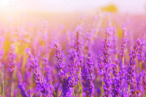 Beautiful colors purple lavender fields near Valensole  Provence