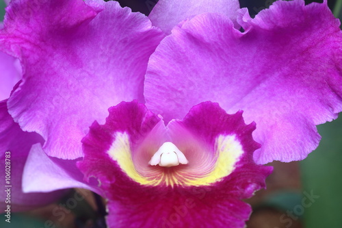 Purple Orchid 1 photo