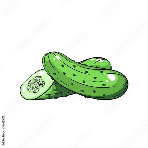Vector cucumber illustration on white background