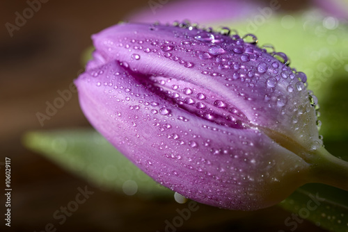 Fototapeta Naklejka Na Ścianę i Meble -  macro violet tulip with water droplets on wood