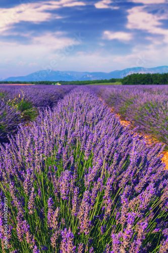 Beautiful colors purple lavender fields near Valensole  Provence