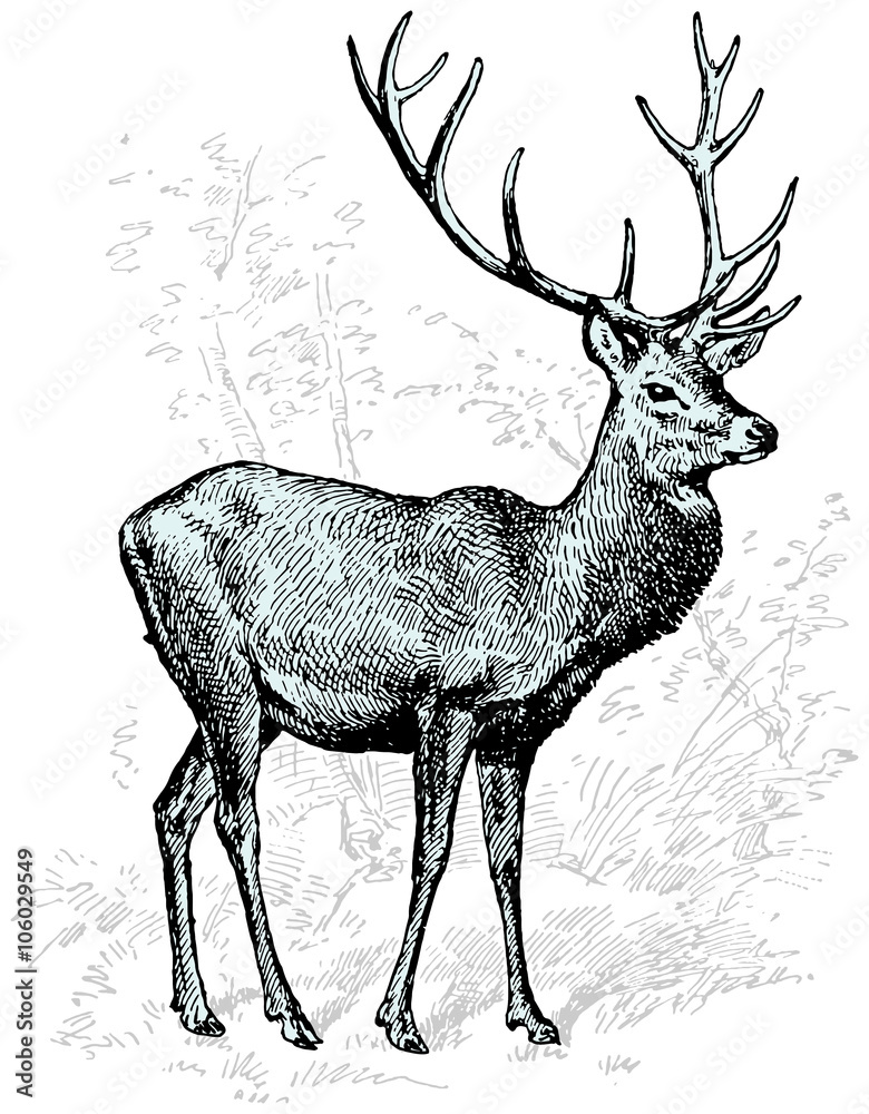 Obraz premium Grawerowanie ilustracja jelenia