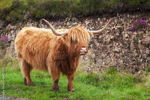 Scottish Cow VI
