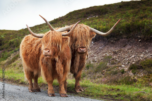 Scottish Cow V