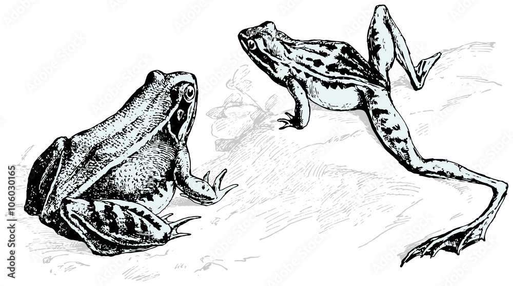 Fototapeta premium Engraving illustrations of frogs