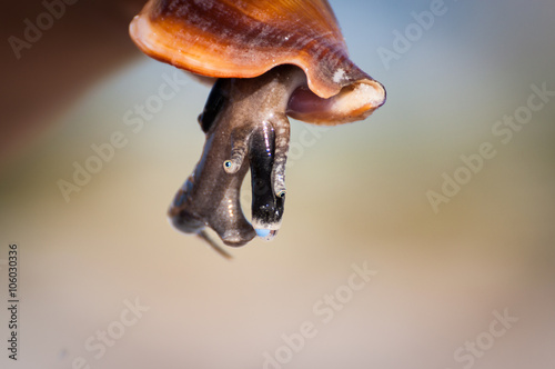 Conch foot hanging from shell