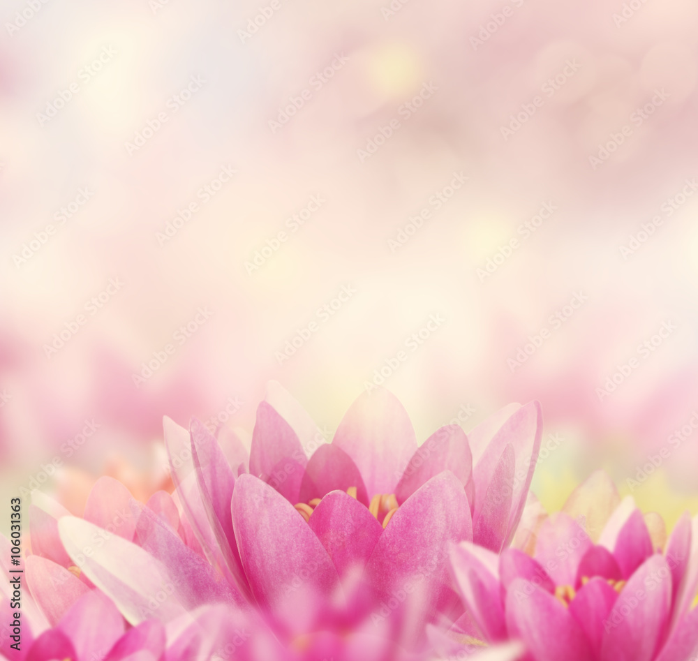 Water Lily Background