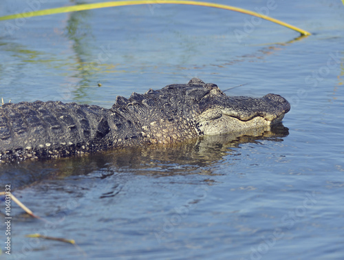 Large Florida Alligator