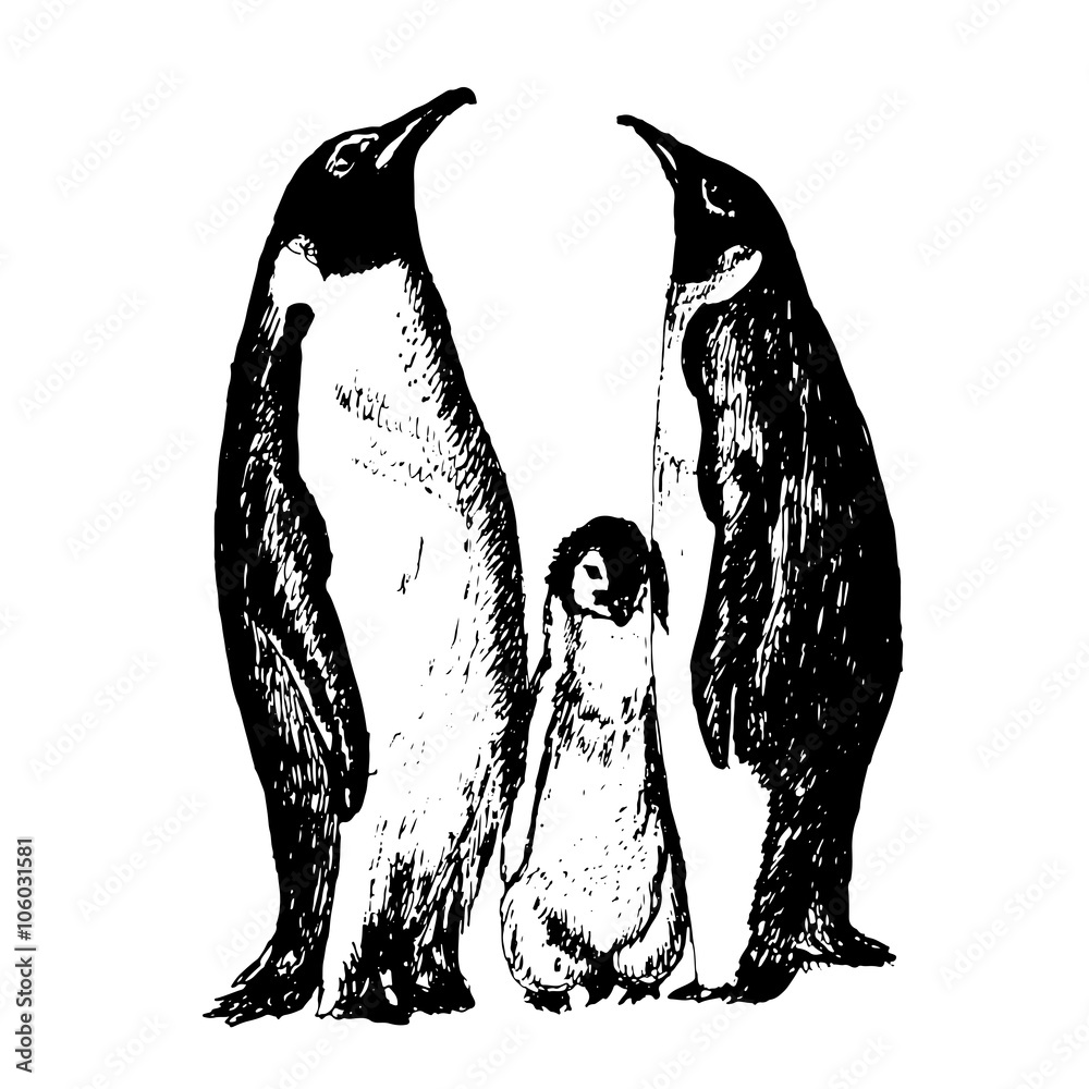 Fototapeta premium family of penguins with fledgling sketch ink hand drawn vector illustration