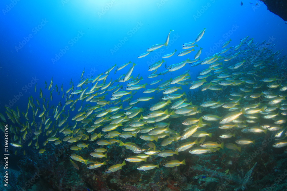 Fototapeta premium Fish schooling on underwater coral reef