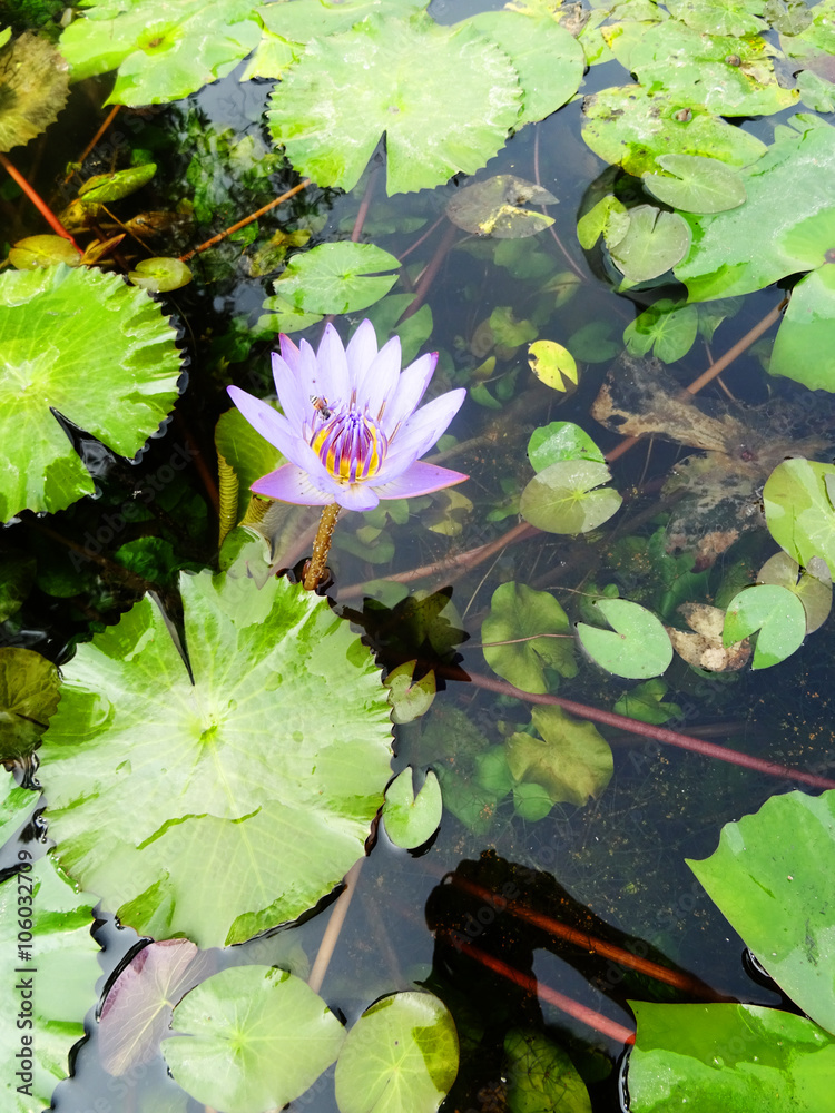 A bee is pollinating a purple lotus flower inside a pond, Udon Thani, Thailand A bee is pollinating a purple lotus flower inside a pond, Udon Thani, Thailand