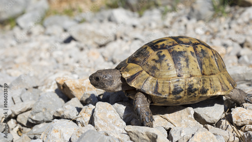 Turtle crawling on the rocky slope. Turtle crawling on the rocky slope.