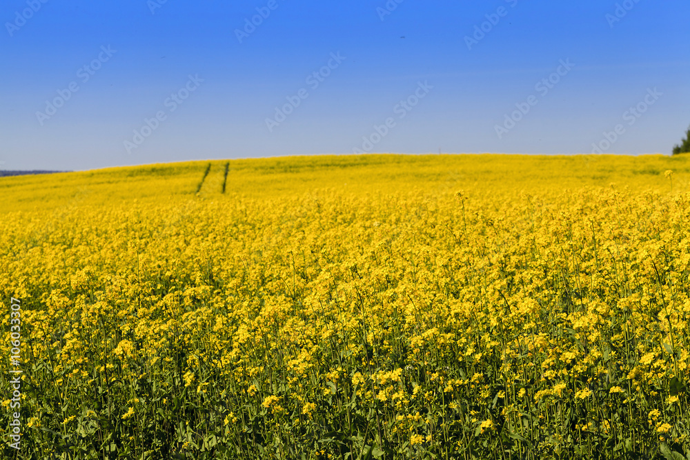 Rape field , sky 