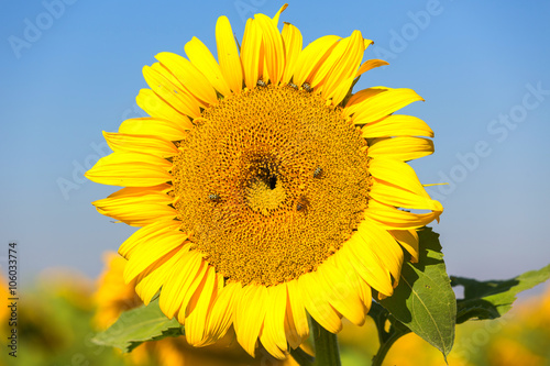 Bugs and bees on a sunflower