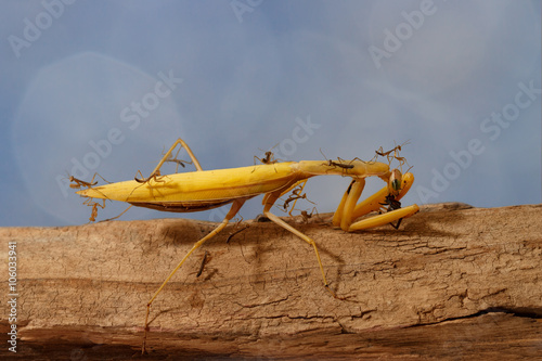 closeup many young mantises climb and watch the adult praying mantis eats on blue background