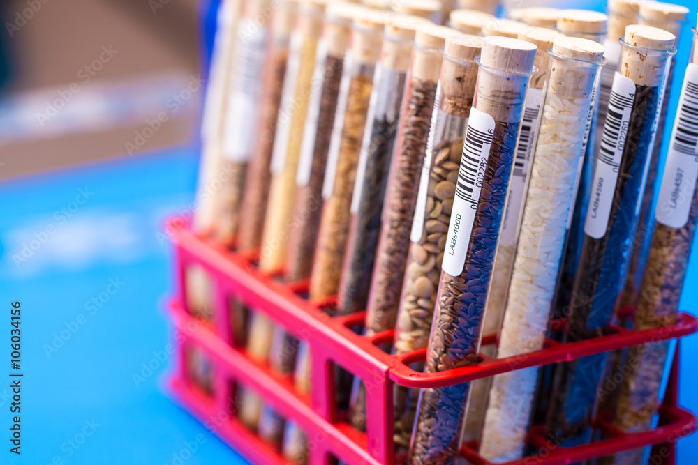 Seeds of agricultural plants. GMO Test Seeds of agricultural plants. GMO Test