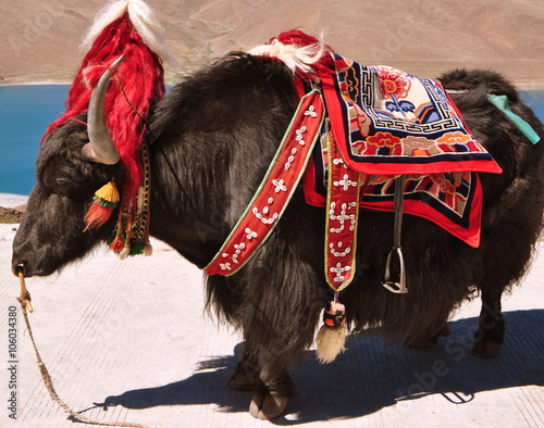 Tibet - Yak