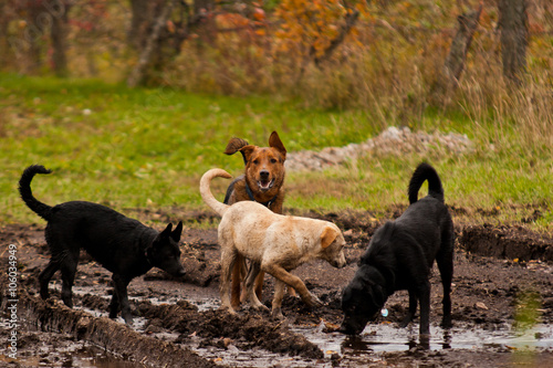 Photography Group of four dogs playing in a mud puddle.