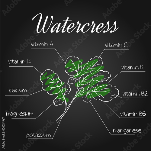 vector illustration of nutrients list for  watercress on chalkboard backdrop