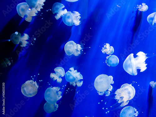 Luci vive di meduse