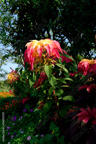 amaranthus tricolor photo