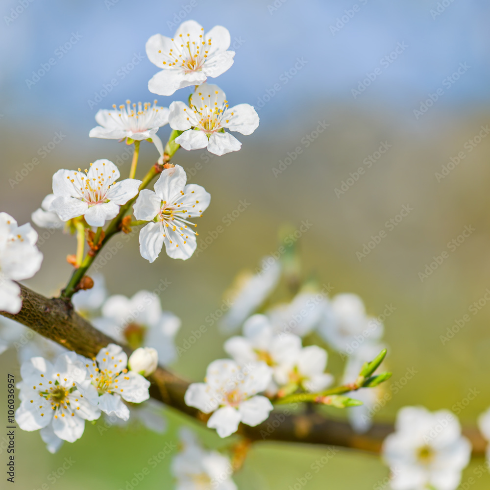 Blühender Zweig von einem Obstbaum