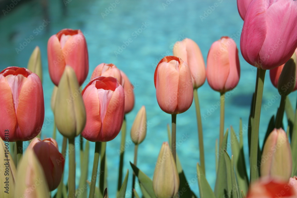 Obraz premium Tulips along swimming pool. 