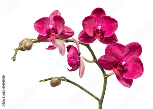 Red orchid on a white background