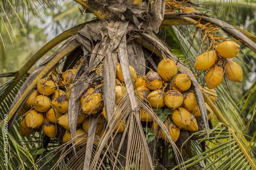 King Coconuts photo