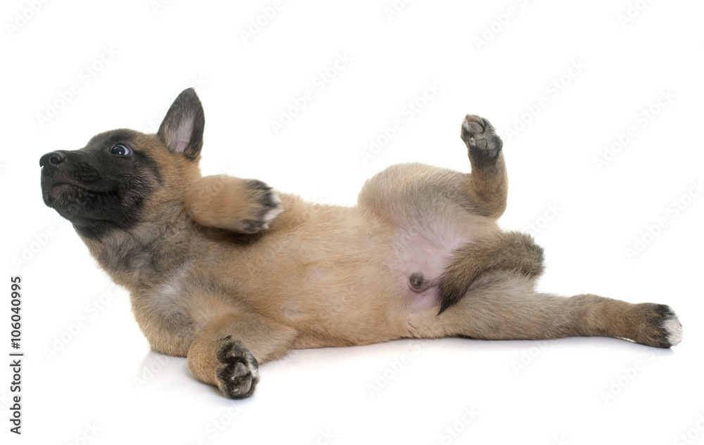 puppy belgian shepherd malinois