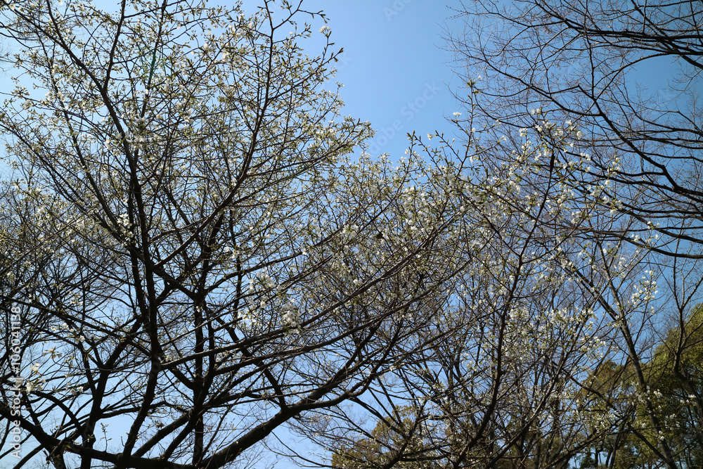 sakura sakura