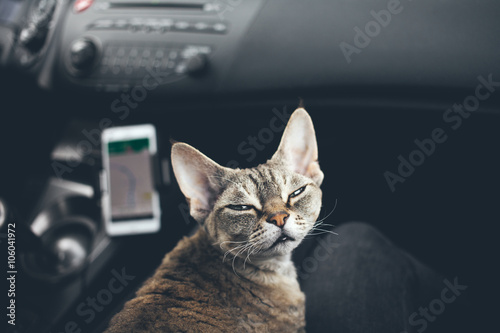 Close-up, Devon Rex cat travels in a car sitting on owners lap. Kitty - traveler companion, joyful expression captures thrill of adventure. Ready for a road trip. Traveling with pets concept