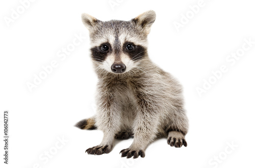 Portrait of cute raccoon © sonsedskaya