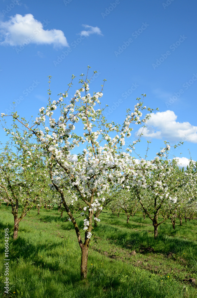 Blooming tree in spring garden on background of blue sky Blooming tree in spring garden on background of blue sky