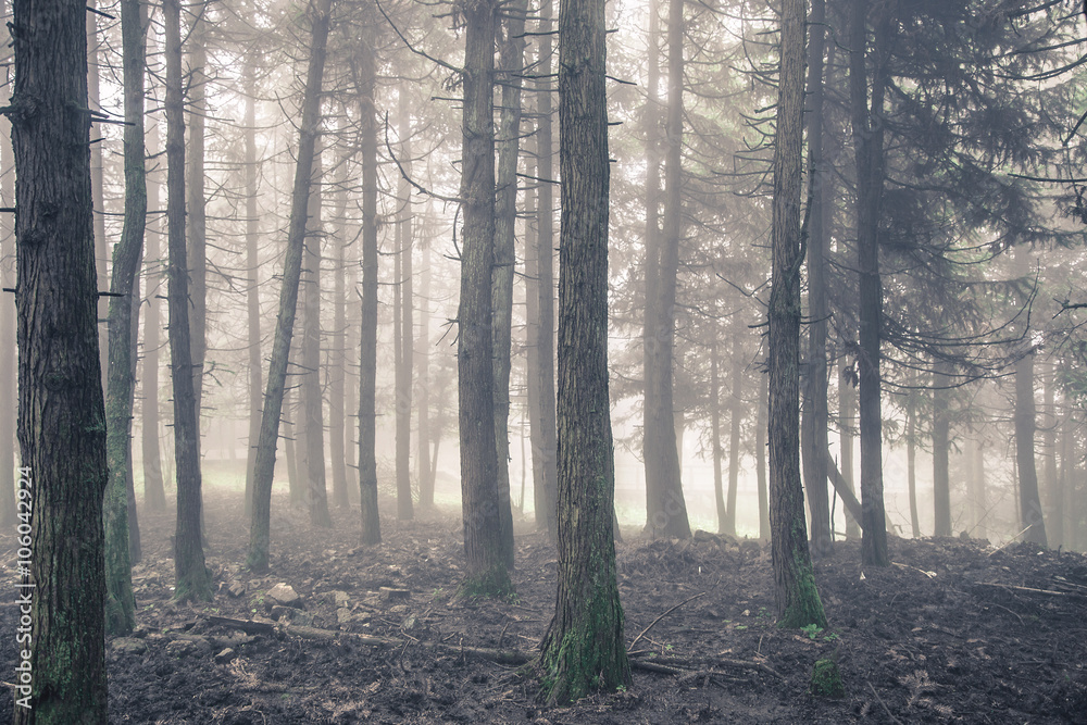 Fototapeta premium Autumn pine forest in the fog