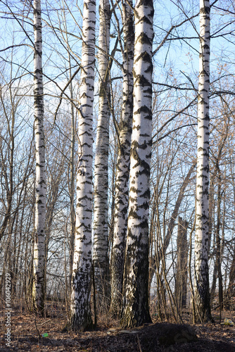 The trunks of the birch trees.