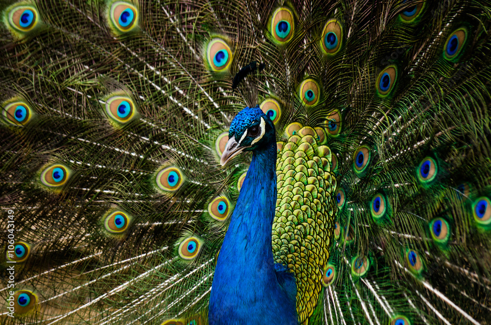 Obraz premium Portrait of beautiful peacock with feathers out