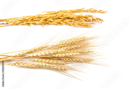Barley and oat grain isolated on white background