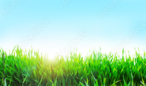 Green grass on sun and blue sky background