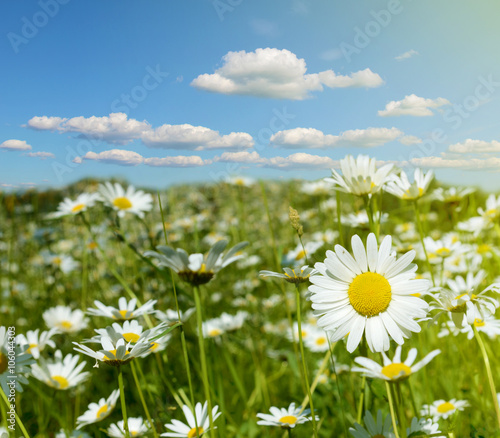 Beautiful spring landscape with daisies in sunlight  harmony  an