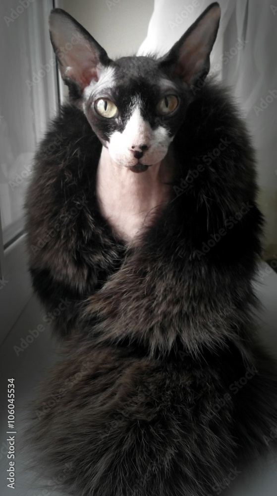 Obraz premium Голая кошка с меховым воротником