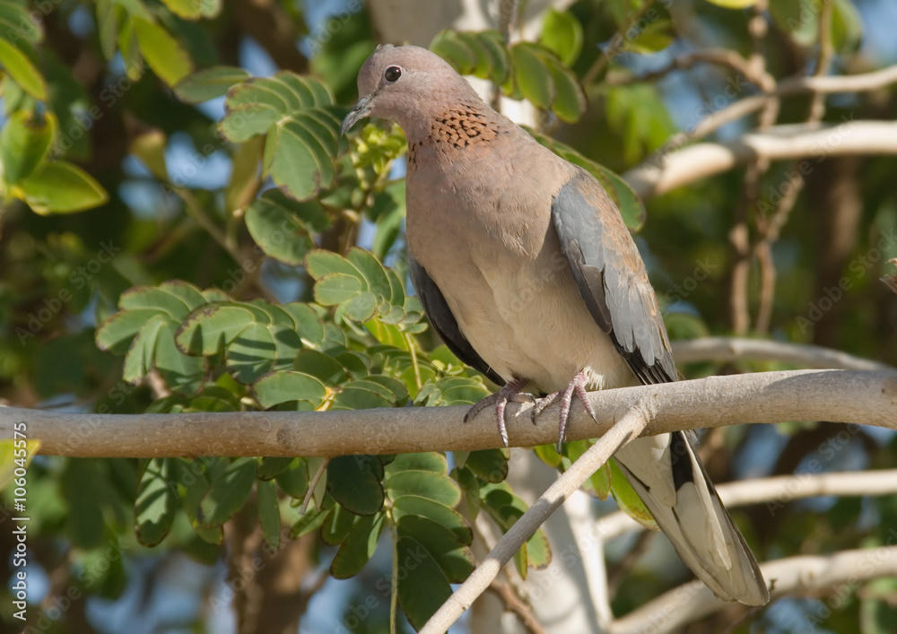 Perching Laughing Dove in the resort of Sharm el-Sheikh Perching Laughing Dove in the resort of Sharm el-Sheikh